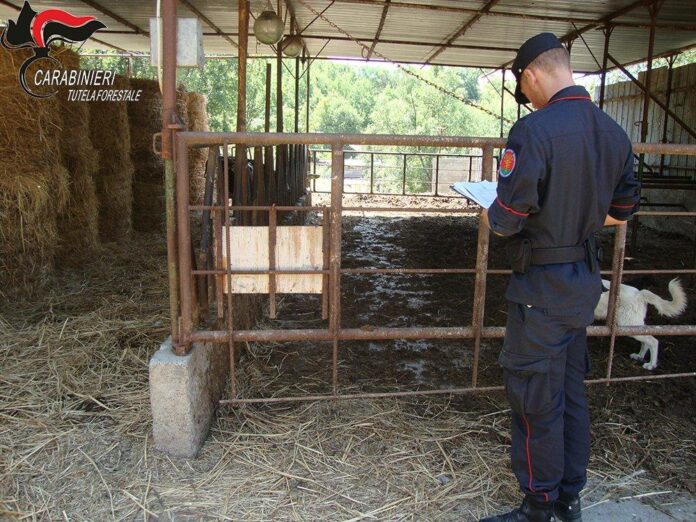 Controlli in un allevamento