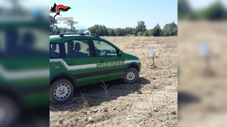 Estirpano un intero agrumeto a Corigliano RossanoDenunciate due persone e sequestrati 2 ettari di terreno