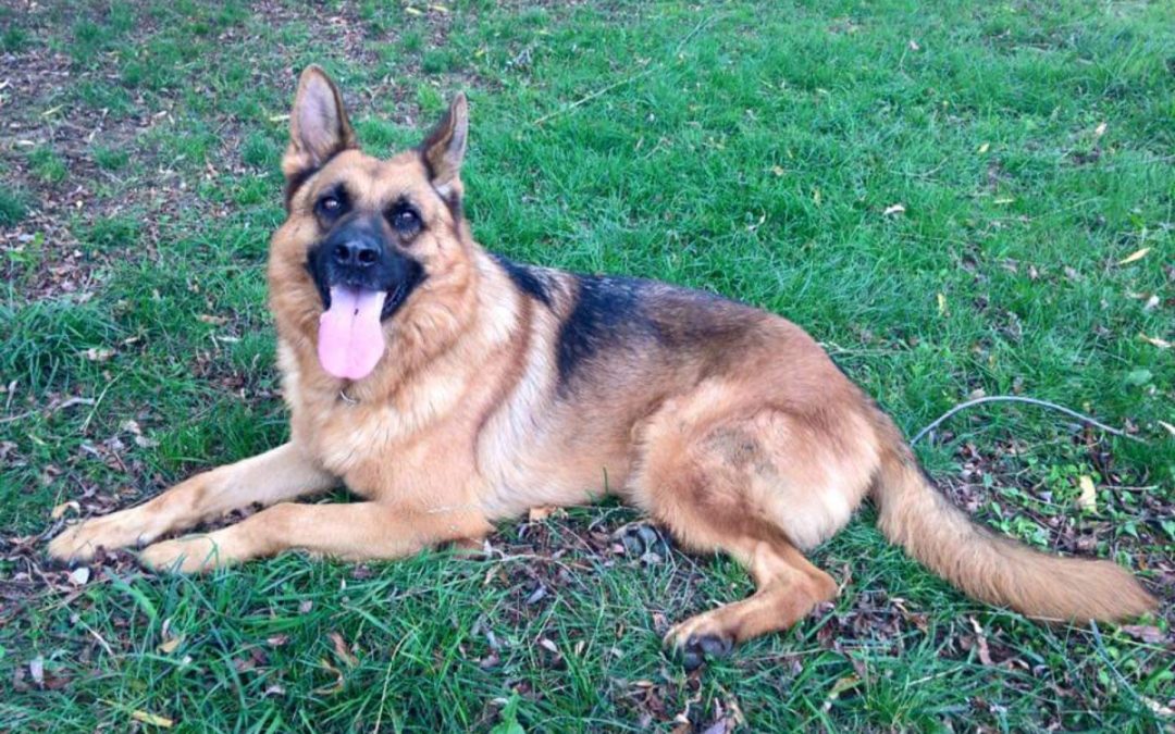 E’ morto Buk, cane antidroga della Polizia penitenziaria di Avellino