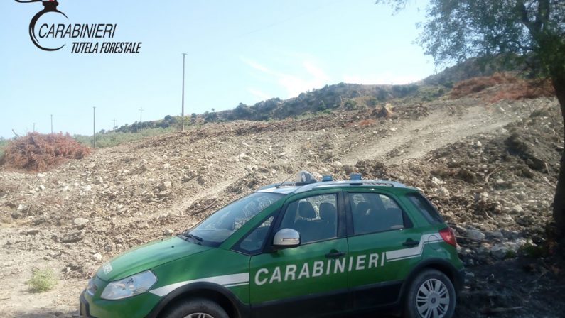 Ambiente, estirpati ettari di macchia mediterraneaDanni all'intera area, due denunce nel Cosentino