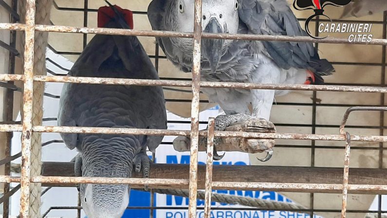 Procida: denunciato titolare lido teneva 2 pappagalli in gabbia troppo piccola