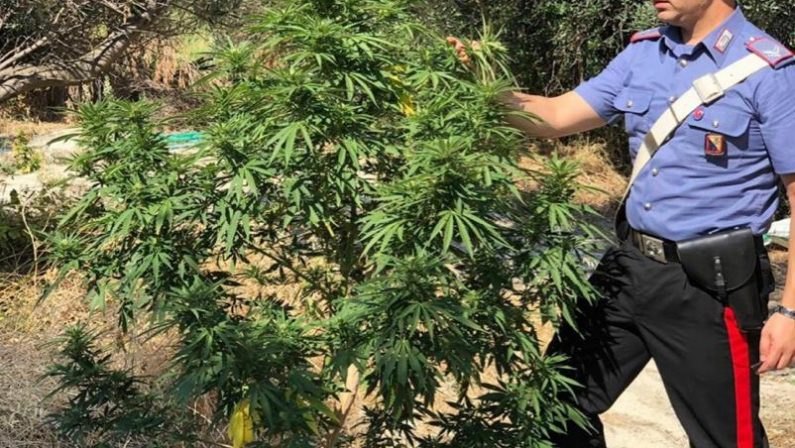 Coltivava una piantagione di canapa “nana”  In casa 300 grammi di marijuana, arrestato nel Reggino