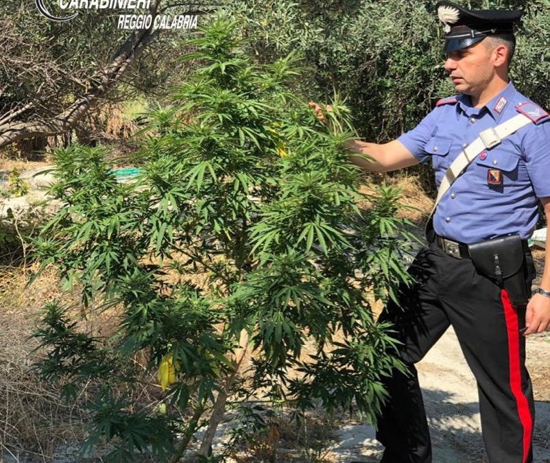 La piantagione di marijuana