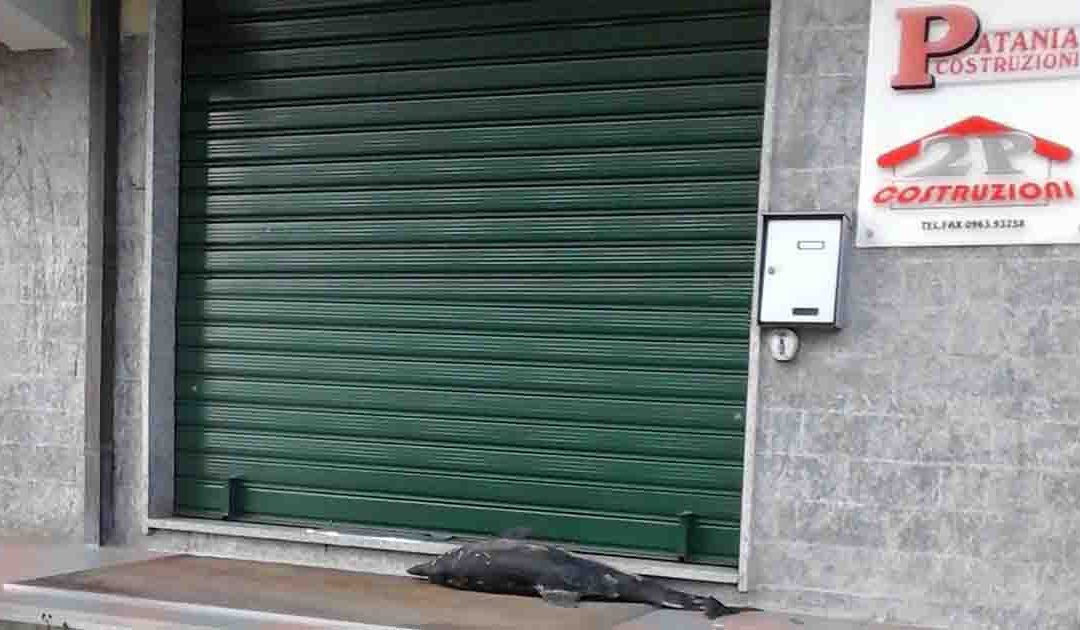Il delfino morto lasciato davanti l'azienda di Patania
