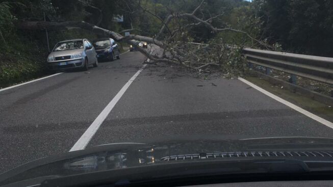 Albero cade sulla statale 18, paura per gli automobilisti nel Vibonese