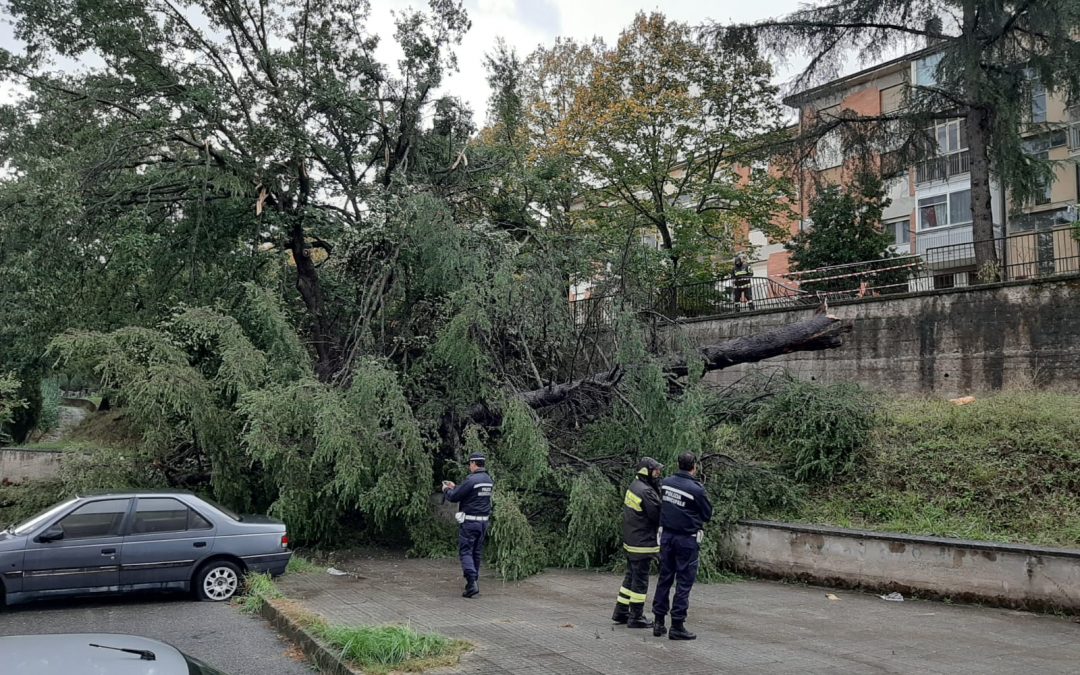 Albero crolla in una piazza di Cosenza utilizzata spesso da bambini, tragedia sfiorata