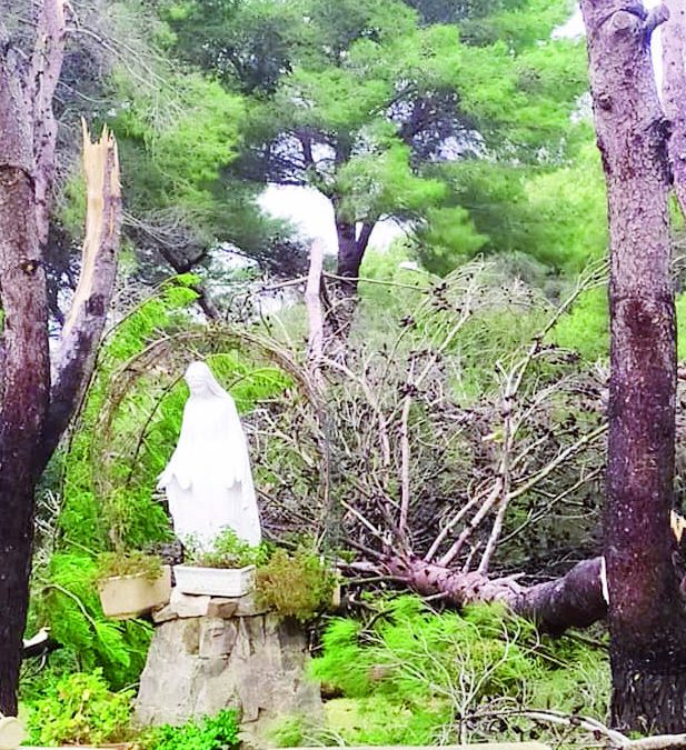 E gli alberi abbattuti dal nubifragio non toccano la “Madonnina” di Policoro
