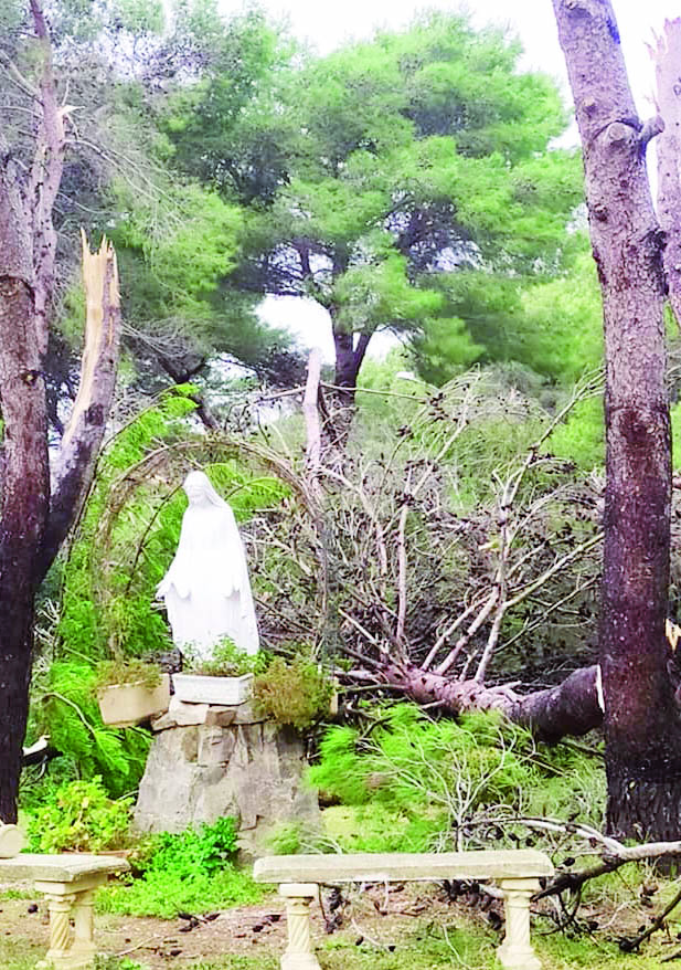 E gli alberi abbattuti dal nubifragio non toccano la "Madonnina" di Policoro