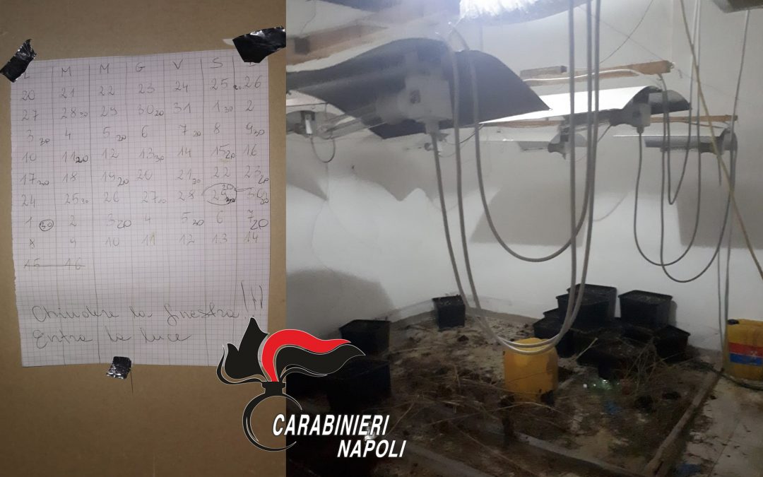 Coltiva marijuana in casa. 37enne arrestato dai carabinieri