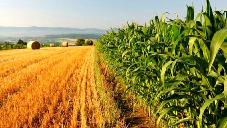 Risorse e riforme: così l’agricoltura diventa strategica per la rinascita