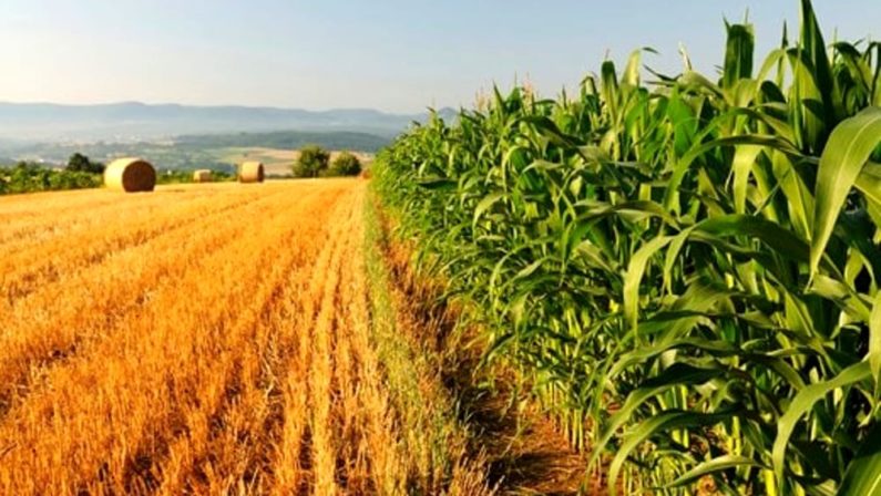 Digitale e agricoltura, le proposte del manager Franco Tatò per Puglia e Bari