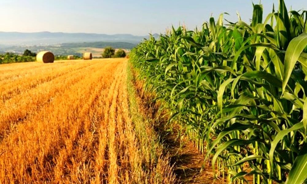 L’agricoltura punta sui giovani e sul Mezzogiorno: corsie preferenziali per oltre 16mila ettari di terra