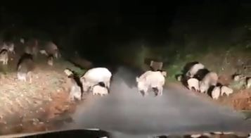 Strada bloccata da decine di cinghiali, torna l’allarme nel Vibonese