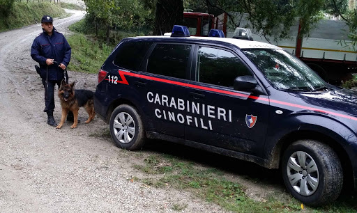 In casa con oltre 15 chili di marijuana, coppia arrestata nel Cosentino