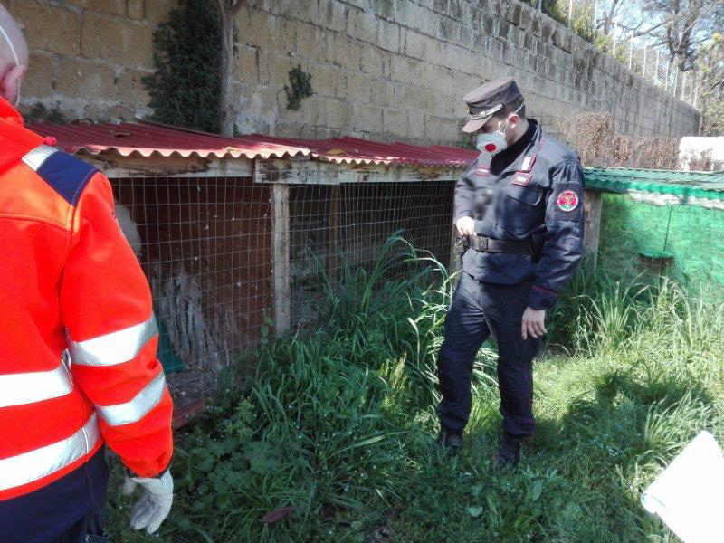 Pozzuoli: maltrattamento di animali, 39enne nei guai
