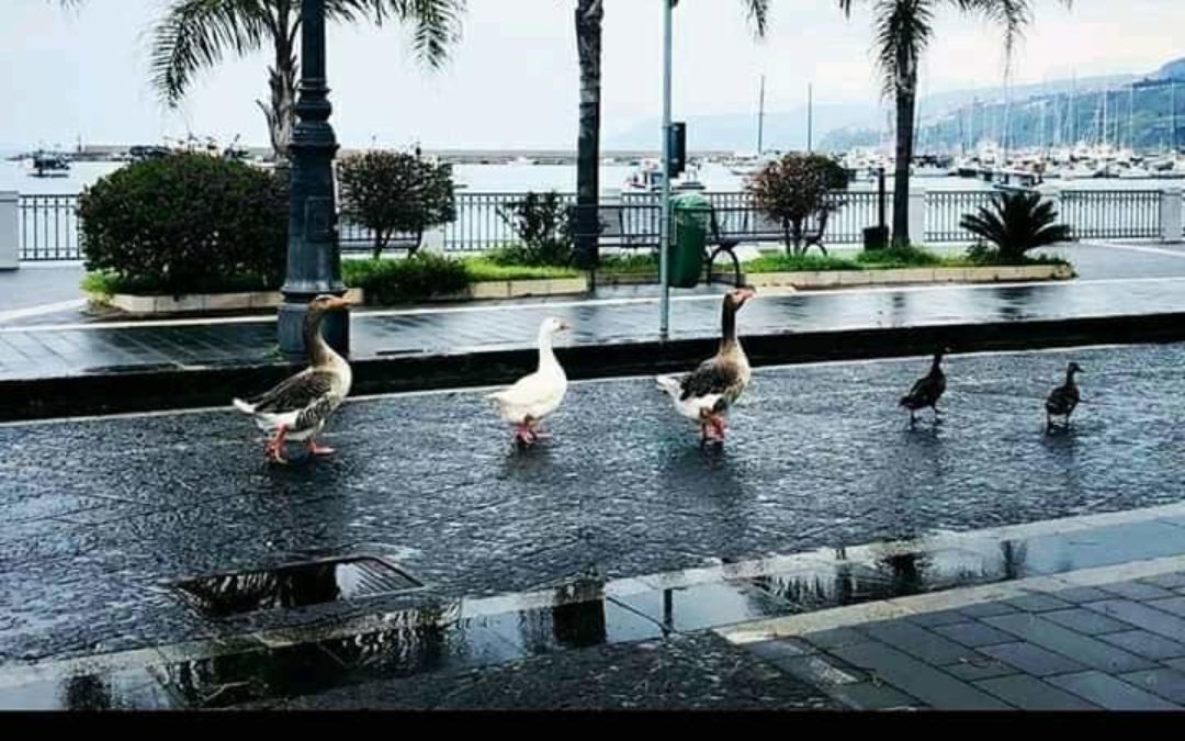 Le anatre tornano a passeggiare sul lungomare di Vibo marina