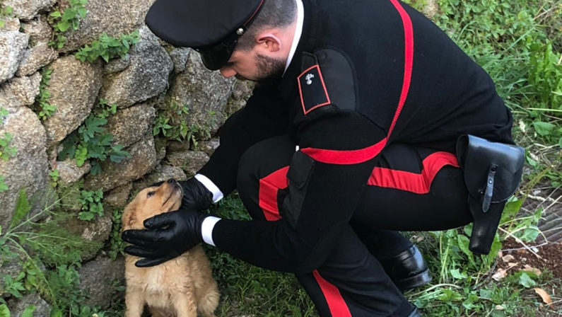 Cuccioli abbandonati tra i rifiuti ad Acquaro, salvati dai carabinieri che ne adottano uno