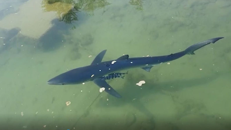 VIDEO - Una verdesca avvistata a riva a Vibo Marina