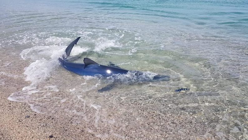 LA FOTONOTIZIA - Lo squalo a riva nel mare cristallino di Soverato