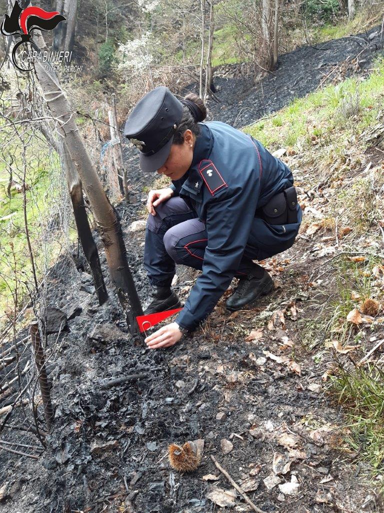 Incendio distrugge due ettari di bosco nel Parco della Sila, denunciato responsabile