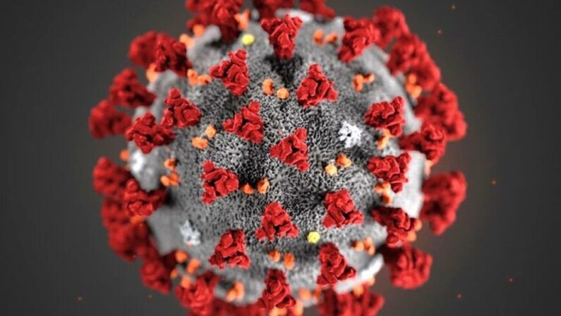 Una molecola naturale blocca il Coronavirus, lo dimostra uno studio condotto dal Cnr-Nanotec di Cosenza