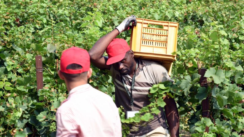 Migranti e lavoro sommerso, la Campania al primo posto