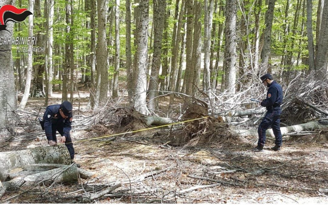 Oltre 40 quintali di legna trafugati da un bosco nel Crotonese