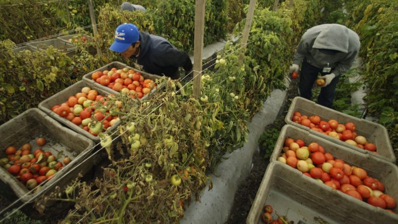 Agricoltura in ginocchio, già persi otto miliardi: bonus ai ristoratori che comprano solo made in Italy