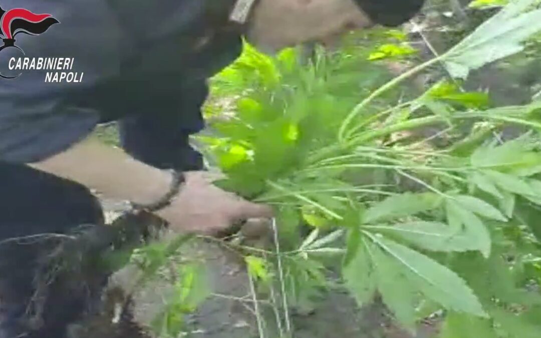 VIDEO – Scoperta piantagione di cannabis sui Monti lattari