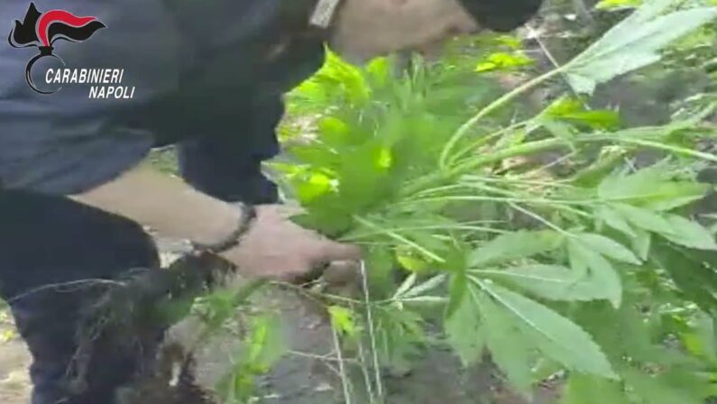 VIDEO - Scoperta piantagione di cannabis sui Monti lattari
