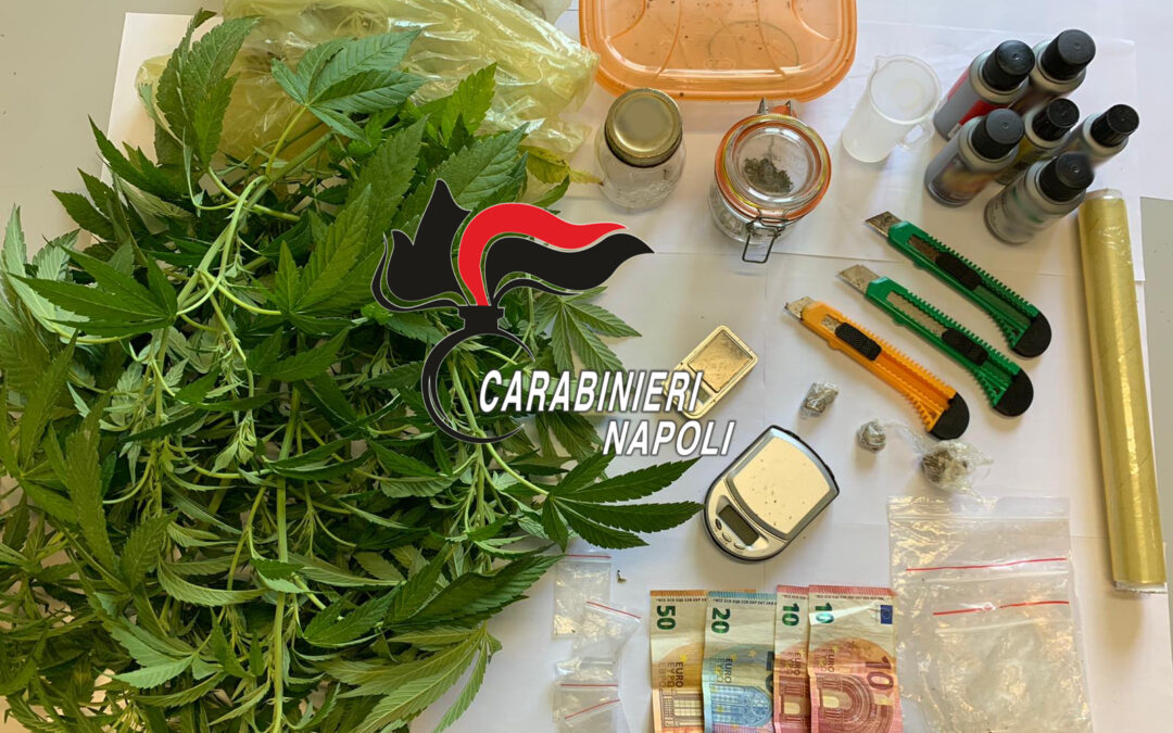 Pianta di cannabis all’interno dell’ appartamento, arrestano 29enne incensurato
