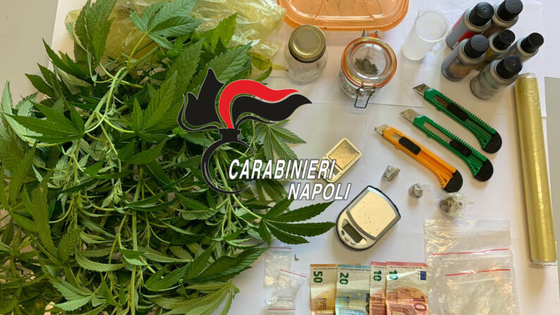 Pianta di cannabis all’interno dell’ appartamento, arrestano 29enne incensurato