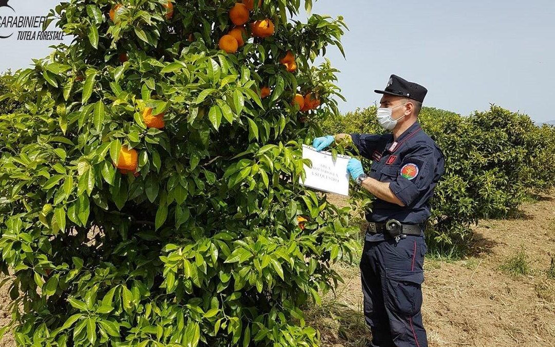 Agrumeti abusivi “deviavano” il corso del fiume Crati, 18 persone denunciate e 50 ettari sequestrati nel Cosentino