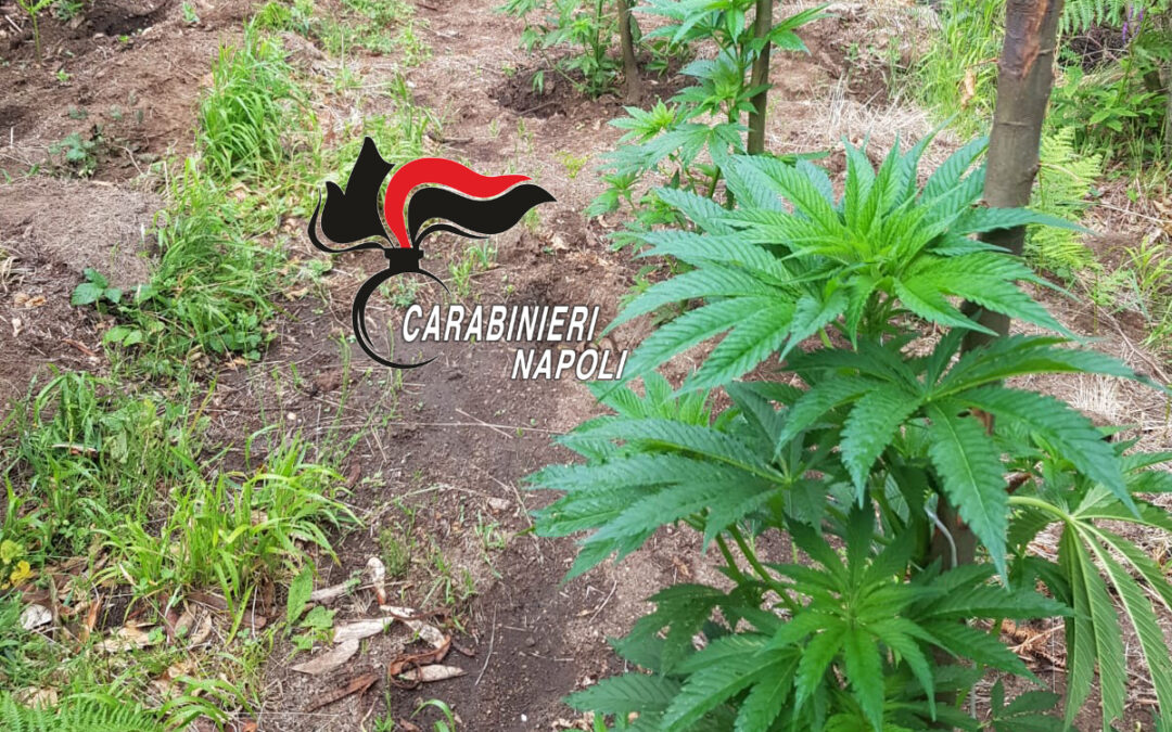 Lotta alla droga, ancora un sequestro sui Monti Lattari di 750 piante di cannabis