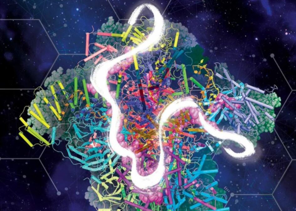 Spliceosoma, come si propaga l’informazione giusta nelle cellule