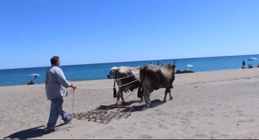 La pulizia della spiaggia con i buoi messa in scena a Mandatoriccio