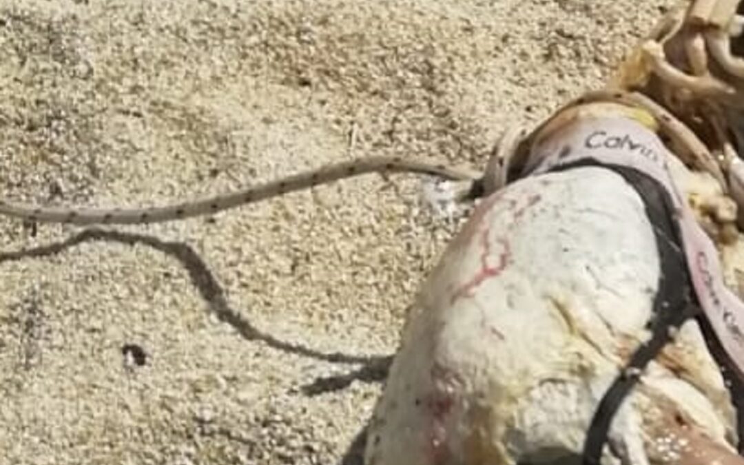 Un particolare del corpo rinvenuto sulla spiaggia di San Ferdinando