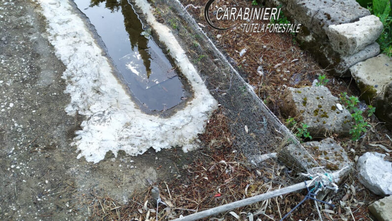 Carabinieri denunciano 70enne. Deteneva specie protette di volatili, catturati con trappole artigianali