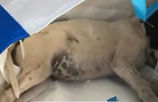 Cagnolino morto abbandonato in una busta sulla spiaggia di Vibo - VIDEO