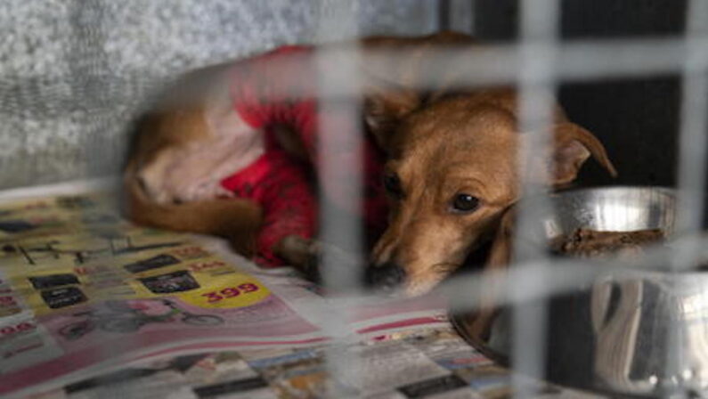 Catanzaro: 66 cani in locali fatiscenti, una denuncia per maltrattamenti