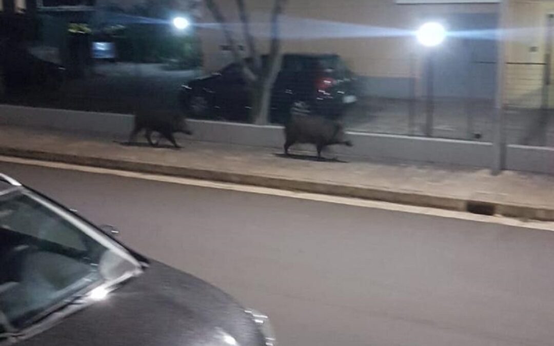 Cinghiali nel centro abitato nel Catanzarese
