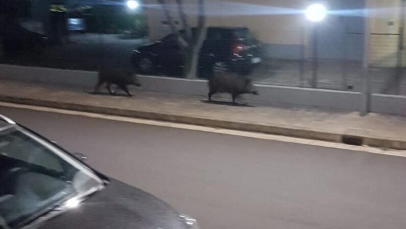 Abbattuti dai carabinieri due cinghiali che da qualche giorno circolavano per le strade di Montepaone