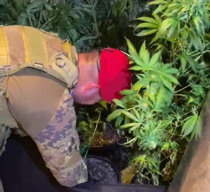 Scoperta piantagione di marijuana con oltre 1.800 arbusti, 5 arresti nel Reggino