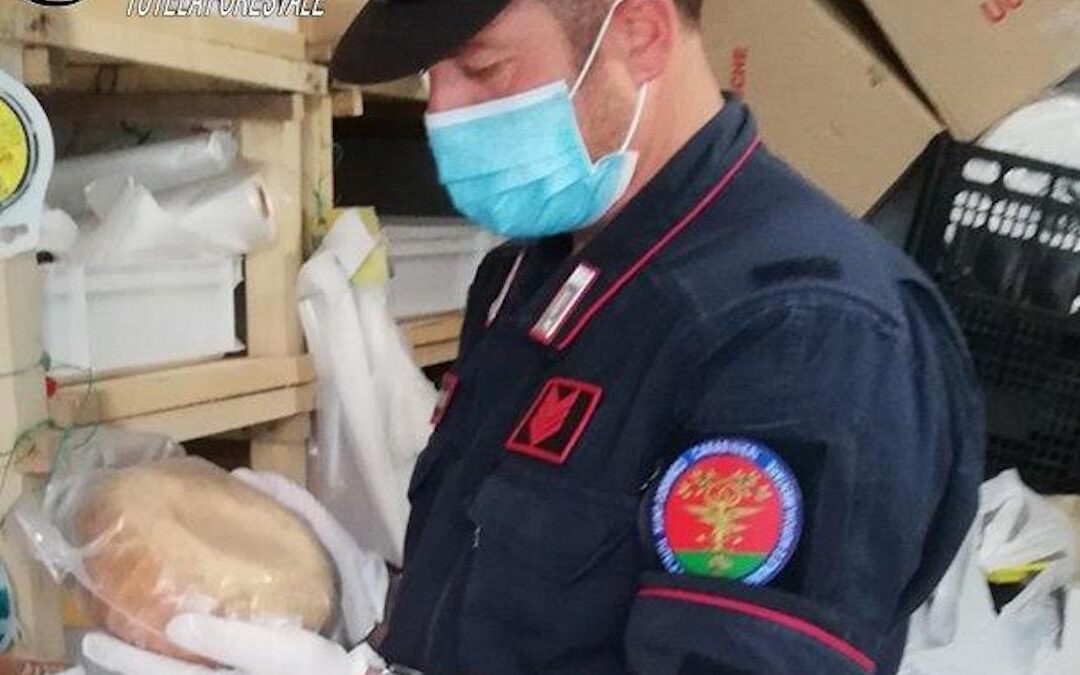 Acri: sigilli ad un caseificio abusivo, sequestrati 100 kg di prodotti