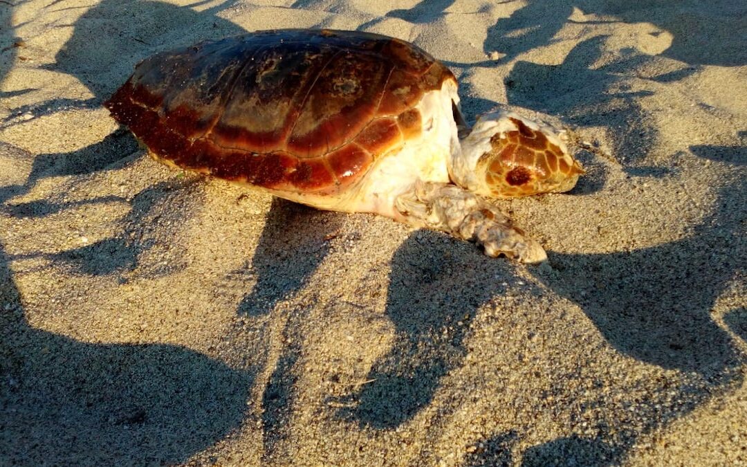 La tartaruga ritrovata sulla spiaggia di Briatico