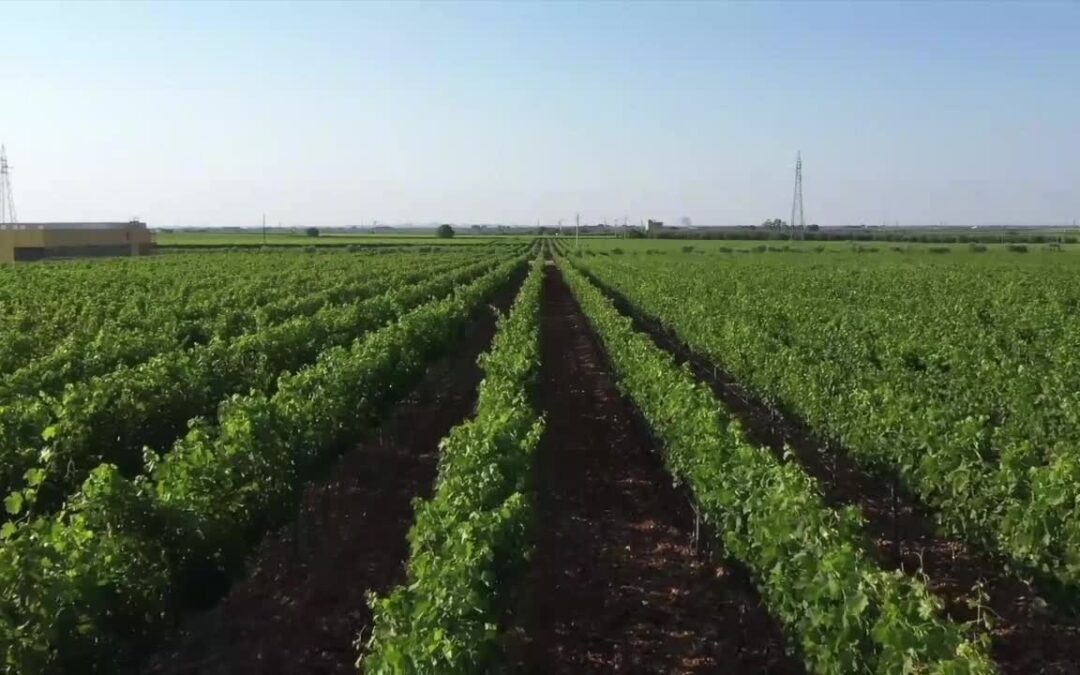 Un vino unisce Puglia e Veneto