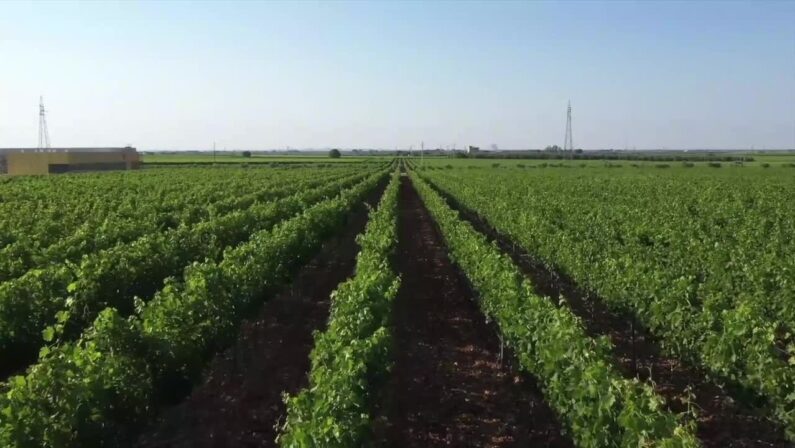 Un vino unisce Puglia e Veneto