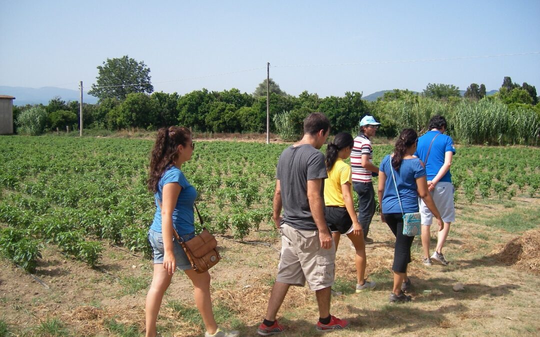 Alcuni volontari sui campi gestiti dalla cooperativa Valle del Marro