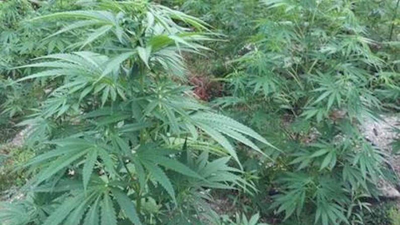 Nascondeva armi e marijuana, arrestato giovane pastore nel Catanzarese