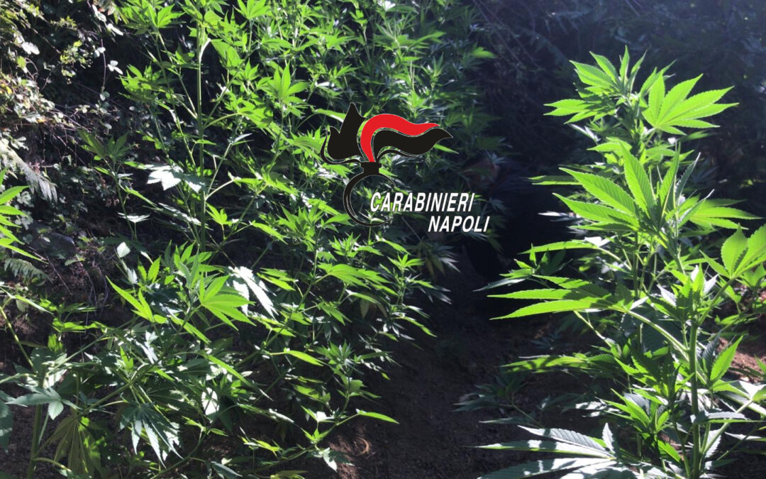 Monte Muto e Casola: carabinieri scoprono 360 piante di cannabis